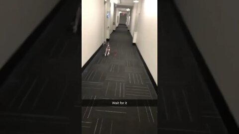 Boston Terrier shows DAD HOW HYPE THE DOG PARK IS