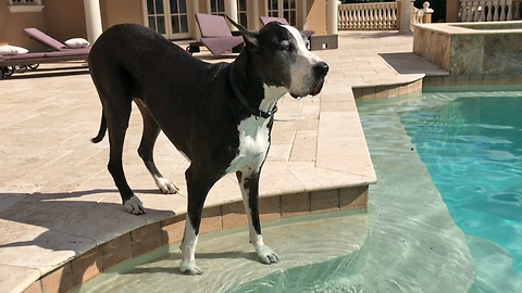 Great Danes enjoy dipping and sipping in the pool
