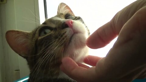 Scratching the Cat's Neck