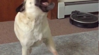 Pug Amazingly Catches Another Pug