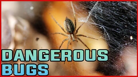 DANGEROUSE BUGS| MOSQUITO| LOCUST| BULLET ANTS|