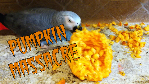 Einstein the Parrot destroys a Halloween pumpkin