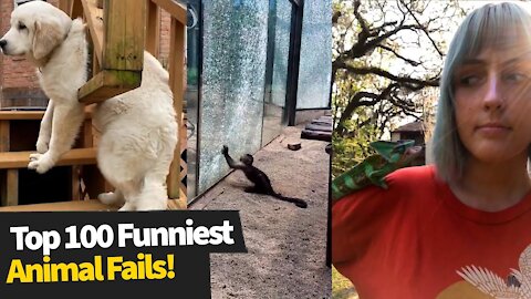 WATCH THIS VIDEO: Top 100 ULTIMATE Funniest Animal Fails