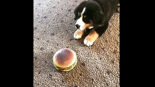 Confused puppy totally baffled by toy hamburger