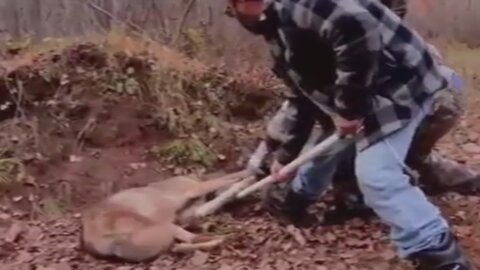 Rescuing The Wolf From The Trap Of Animal Hunters In The Forest
