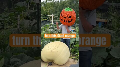 The Great Pumpkin 🎃 #bubba #giantpumpkin