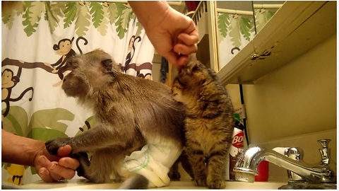 Jealous monkey & kitten scramble for owner's affection