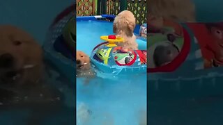 I Love Summer because I Can Swim with my Puppies in My Pool! #shorts #summer #fun #funny