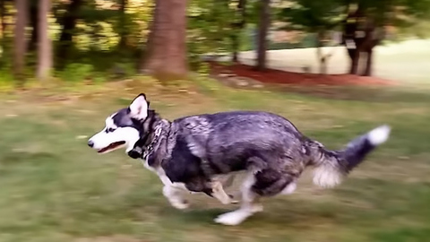 Siberian Husky Dog loves to Run Circles Around Me