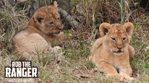 Cute Lion Cubs Playing | Maasai Mara Safari | Zebra Plains