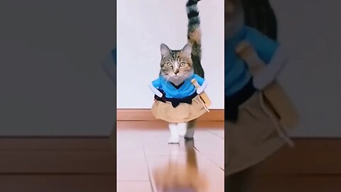 cat walk ramp home Funny cat Fashion Show compilation funny cats