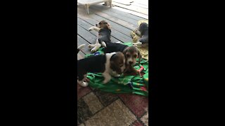 Beagle Puppies Playing