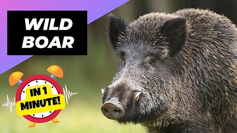 Wild Boar - In 1 Minute! 🐗 The Ferocious Beast Of The Forest | 1 Minute Animals