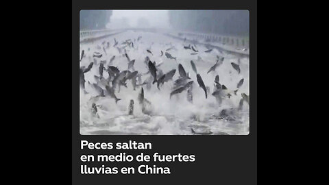 Peces saltan en un río durante un temporal en China