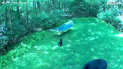Família de ursos invade quintal para brincar na rede