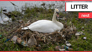 Swans at popular beauty spot build nest out of discarded crisp packets and plastic bottles