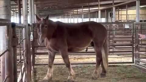Two more Belgian Draft Horses are safe from going to slaughter and are coming to the farm Ep. 56