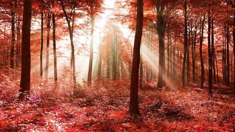 Relaxing Spooky Autumn Music - Fallpath Forest ★697 | Dark, Woods