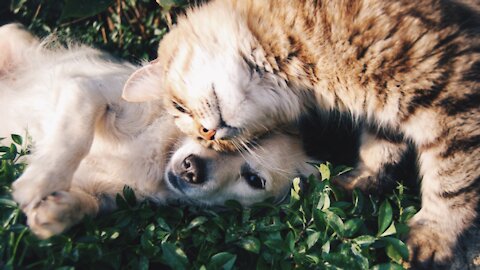 Train your dog to leave your cat alone and to get along