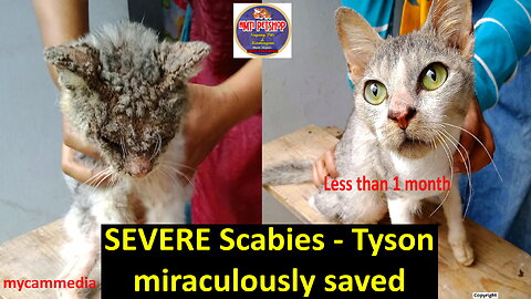 Rescue cat's miraculous recovery from severe scabies in 1 month - Tyson's story.