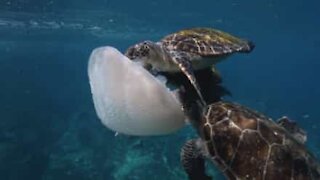 Tre skildpadder deler en lækker vandmand