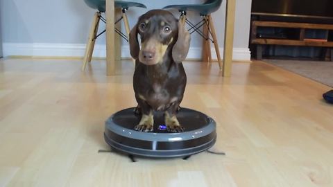 Mini Dachshund Pup Hitches A Ride On The Robot Vacuum Cleaner