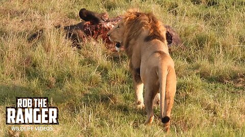 Male Lion Near His Prey | Maasai Mara Safari | Zebra Plains