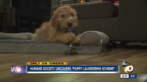 Investigation into pet stores reveals "puppy laundering scheme"