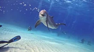 Un gentil dauphin interagit avec des plongeurs