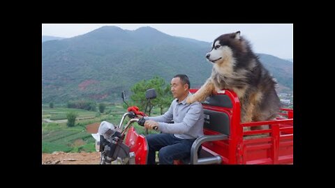 Dawang and Dad go out to dig soil, and take a comfy bath after getting dirty