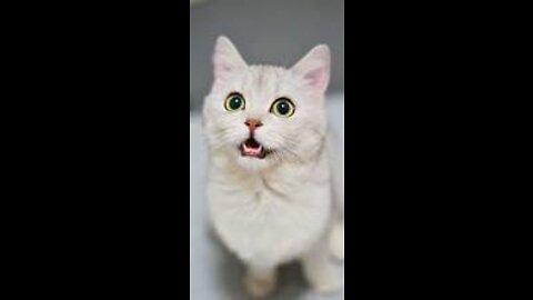 OMG super cate cat funny _shorts