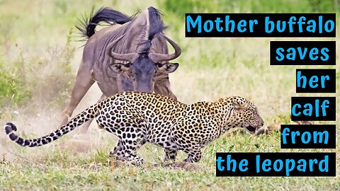 Mother buffalo saves her calf from the leopard