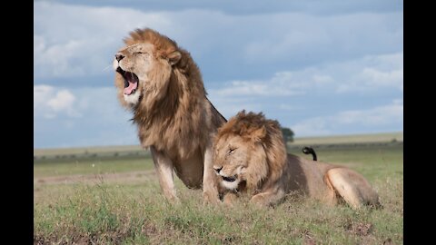 Lions attack nomadic male.
