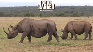 Black Rhino Family | Ol Pejeta | Zebra Plains On Tour