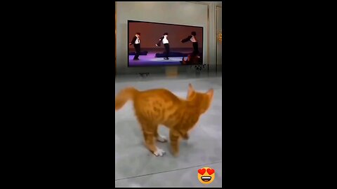 Dancer cat