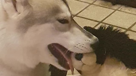 Husky Whispers Secrets Into Stuffed Animal's Ear