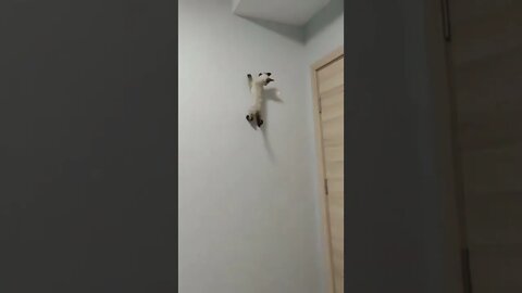 Spider 🕷 Cat 🐈 2022 #cute #tiktok #funnyanimals #funnyvideos #viral #cat