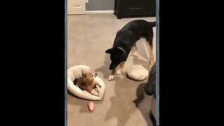 Funny Cat & Dog Videos 😂 😺 😍 💢💢💢💥 💥💥 part1