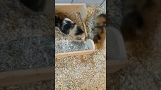 My Guinea pigs enjoying their clean home