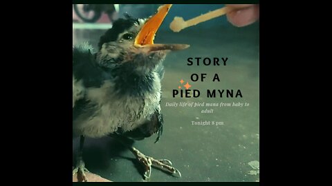 The Story of a Pied Myna
