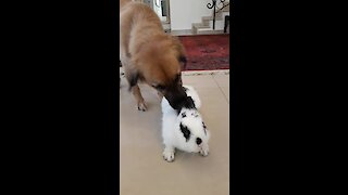 Happy doggy loves spending time with bunny best friend