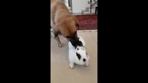 Happy doggy loves spending time with bunny best friend