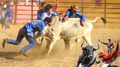 Bull fighting। bull and man Strangle Big fight।