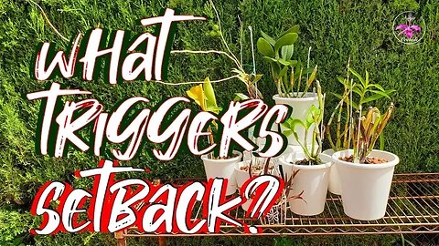 What Triggers ORCHID SETBACK? What to AVOID | 📲Screenshot List Incl. #ninjaorchids #ninjaclips