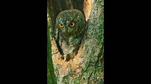 Owl hide and seek