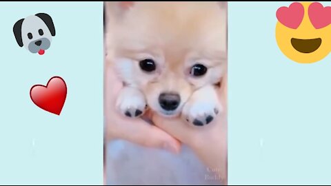 cute and funny puppies and beautiful