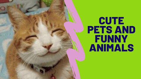 Cute Pets And Funny Animals Compilation 💗 2021