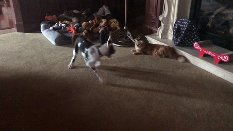 Great Dane puppy tries to impress cat
