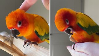 Useful guide to reading your parrot's body language