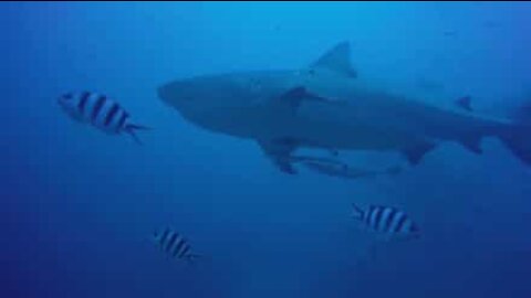 Fryktløs dykker svømmer i nærheten av haier på Fiji